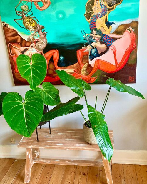Beautiful Houseplants for Interior 15