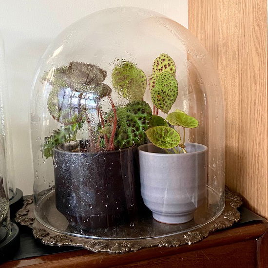 How to Increase Humidity for Houseplants use glass bowl