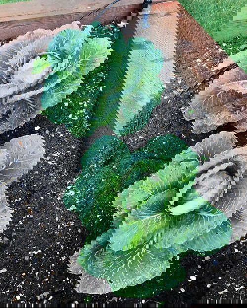season vegetable 2