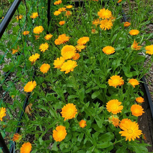 Reseeding Annuals that Bloom Again and Again 1