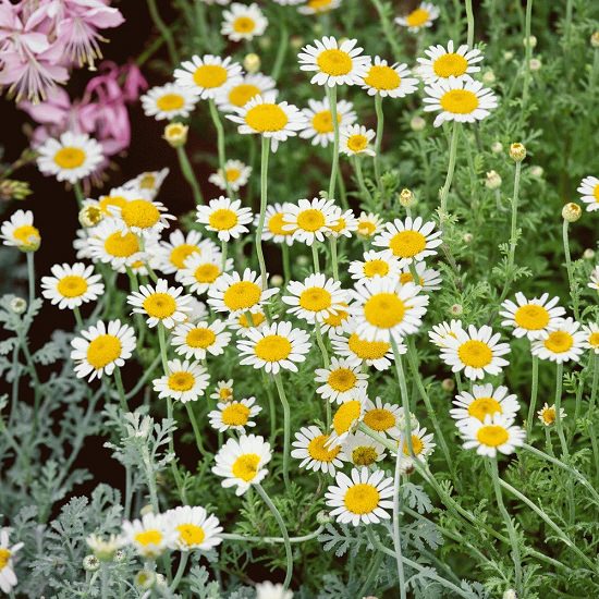 Best Russian Flowers 8