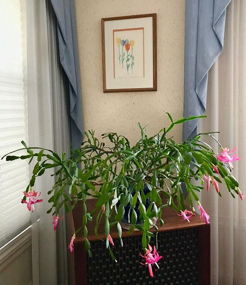 Know The Right Timing to prune