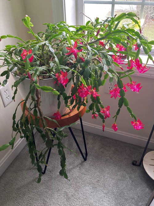 Befits of Pruning Your Christmas Cactus