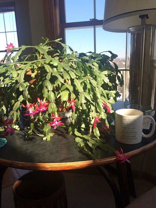 Christmas Cactus watering