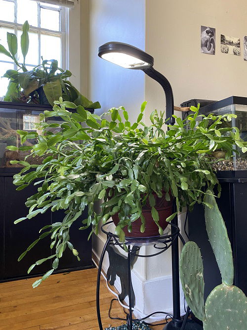 Avoid Direct Sunlight to christmas cactus