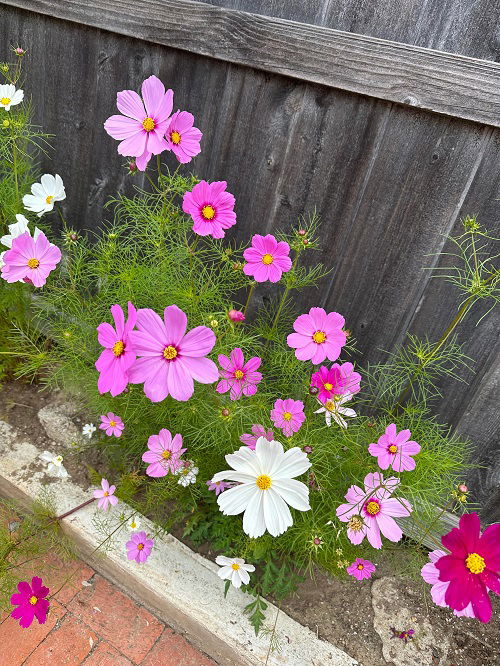Cosmos in garden