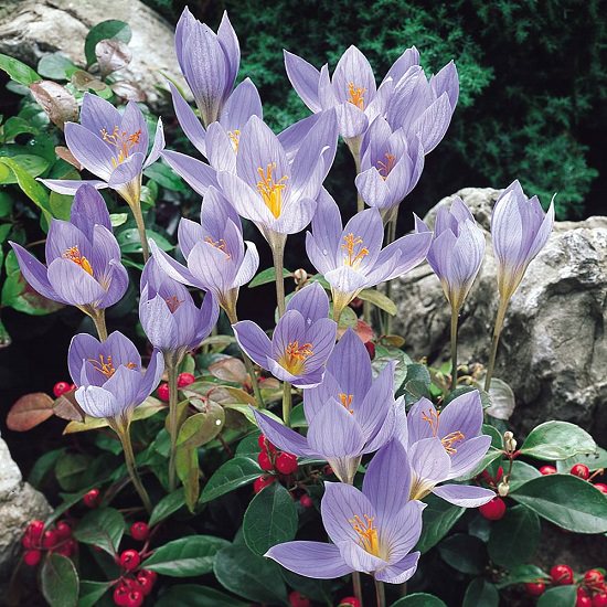 Best Russian Flowers 2