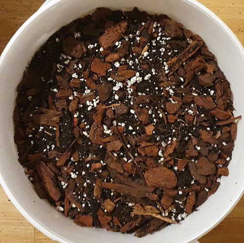 Use a Custom Aroid Soil Mix