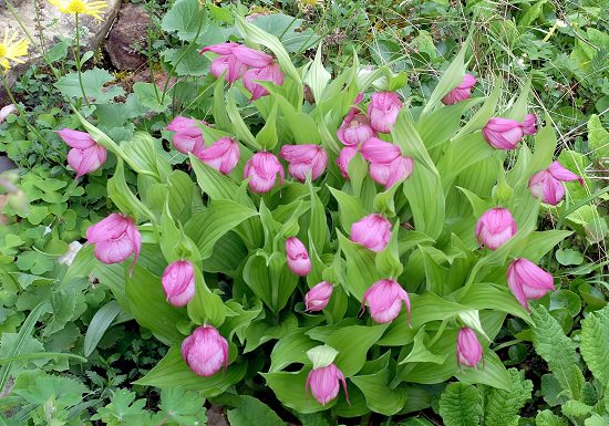 Best Russian Flowers 6
