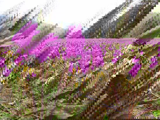 Best Russian Flowers 4