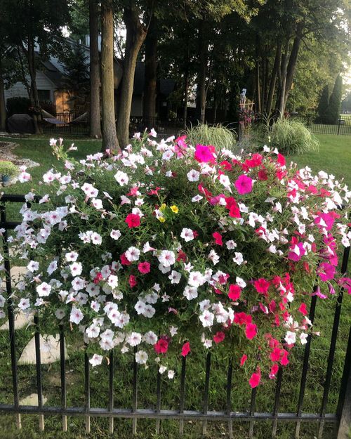Fence Planters for privacy 42
