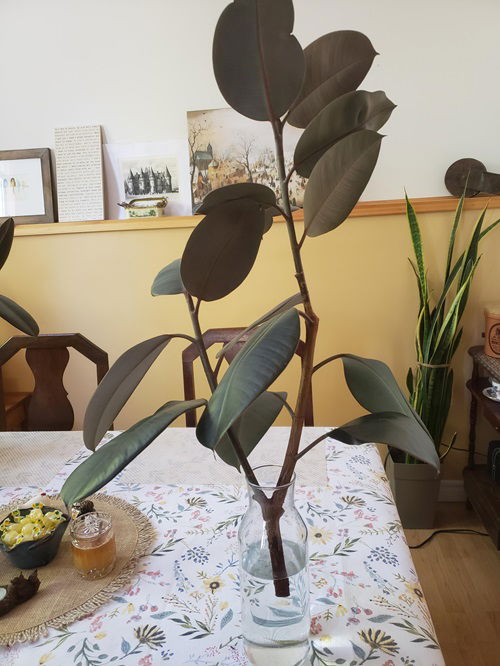 beautiful Large Houseplants You Can Grow from Cuttings in Water