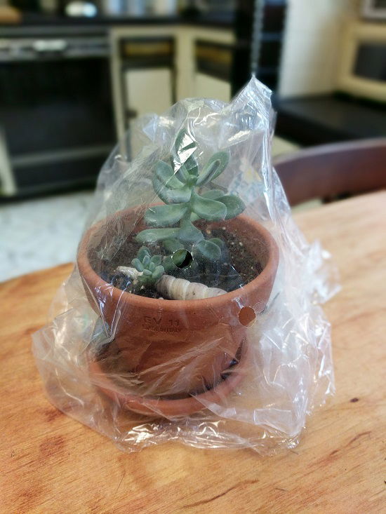 Cover Seedlings with a Plastic Film