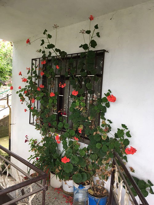 Big and Giant Geranium Tree in garden 8