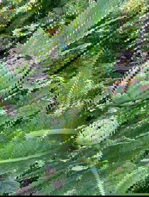 grow tasty vegetable 5