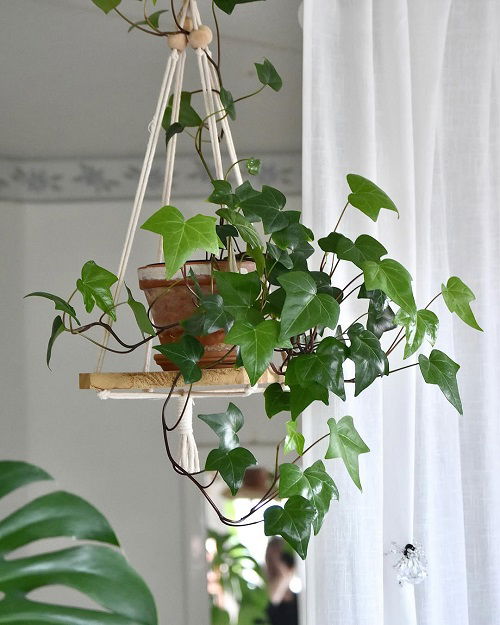 Common Mistakes To Avoid When Growing English Ivy Indoors