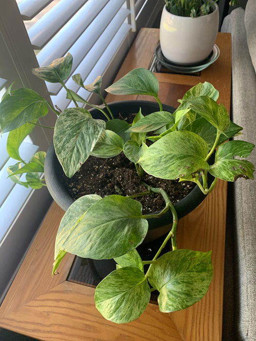 Signs your Indoor Plants need Leaching Now and How to Do it