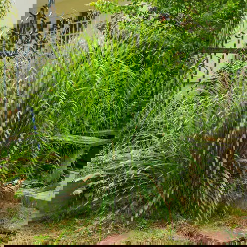 grow tasty vegetable