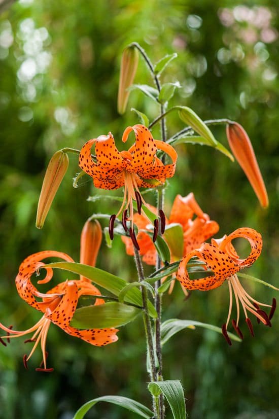 Best Russian Flowers 7