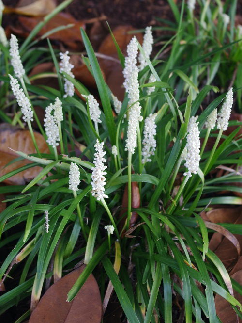 lovely Look-Alike Plants for Spider Plants 