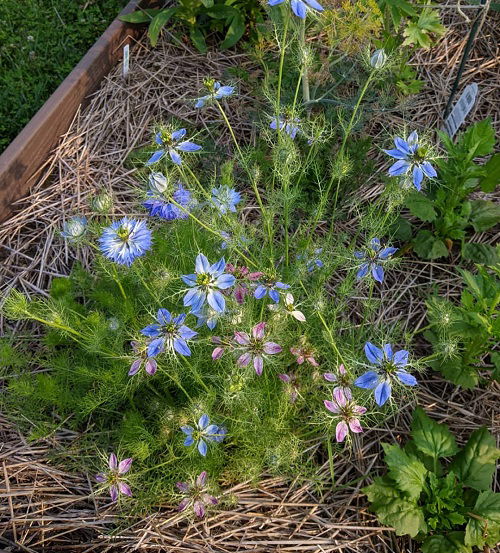 Colorful Flower in garden