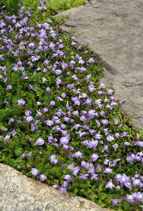 Flowering Ground Cover 45