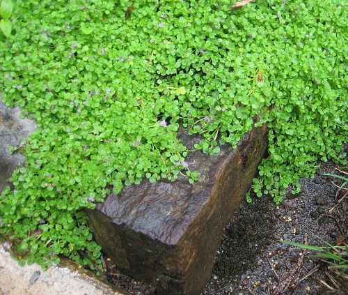 Flowering Ground Cover 47