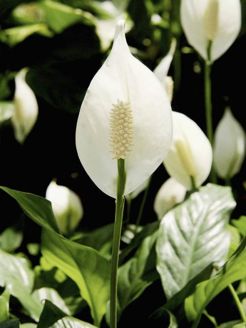 How to Get Peace Lilies to Bloom