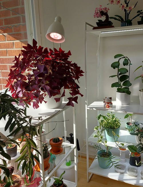 Reasons Every Home Needs a Purple Shamrock Houseplant