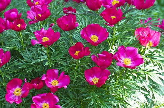 Best Russian Flowers