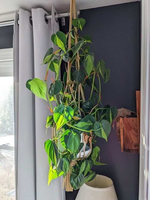 Philodendron hanging indoor