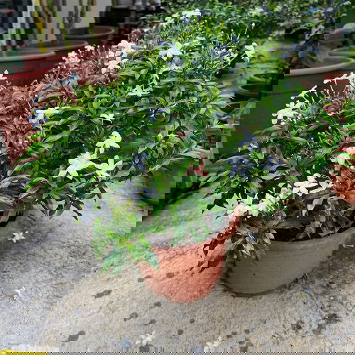 How to Grow Crepe Jasmine and Care