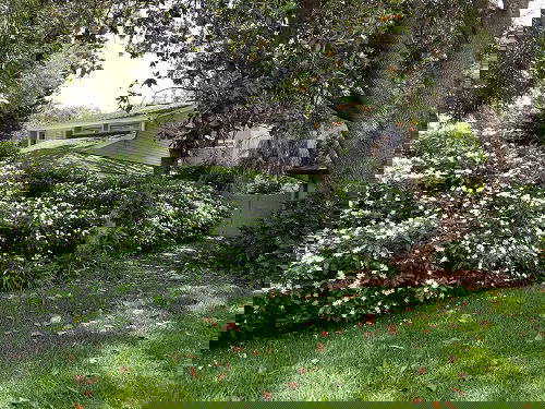 Landscape Uses of Pinwheel Jasmine Flower