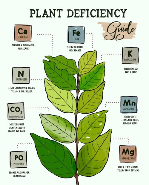 image showing Symptoms of Calcium Deficiency in Plants