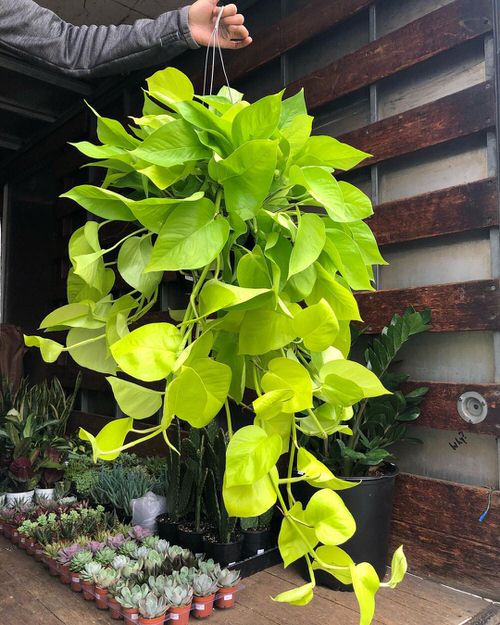 The Best Tips for trailing Pothos Rotate Regularly