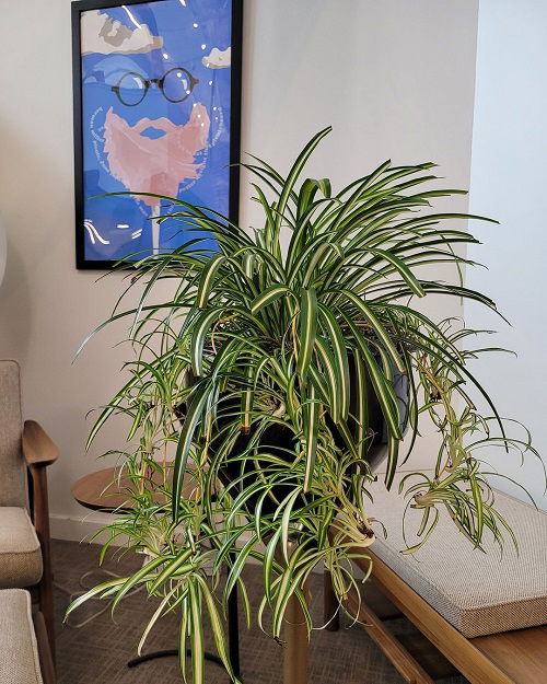 Stunning Plants that Look Like Spider Plants