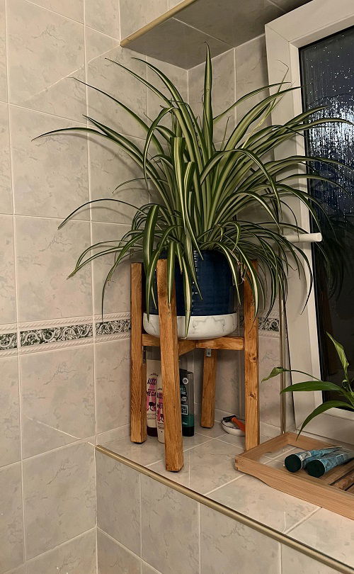 Spider Plants Healthy in Winter 4