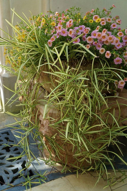 best Plants that Look Like Spider Plants 2