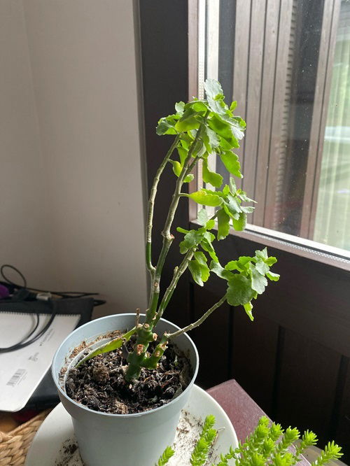 Stunted Growth or Reduced Flowering