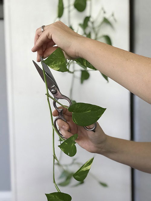 The Greatest Methods for Following Plants 