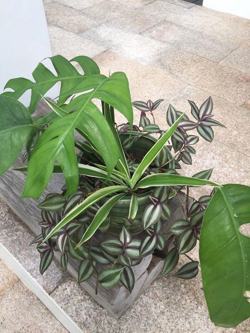 Wandering Jew Plant Companion 2