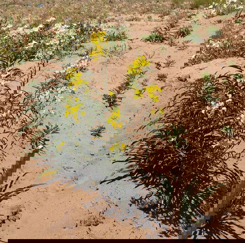 Western Wallflower in the dessert