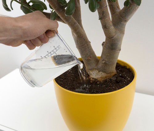 What is Leaching in Plants