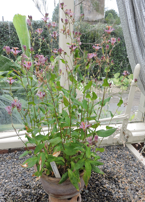 8 Shade Loving Perennials You Didn't Know